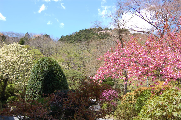 ウコン桜カンザン