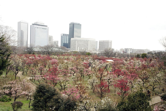 大阪城梅林全景