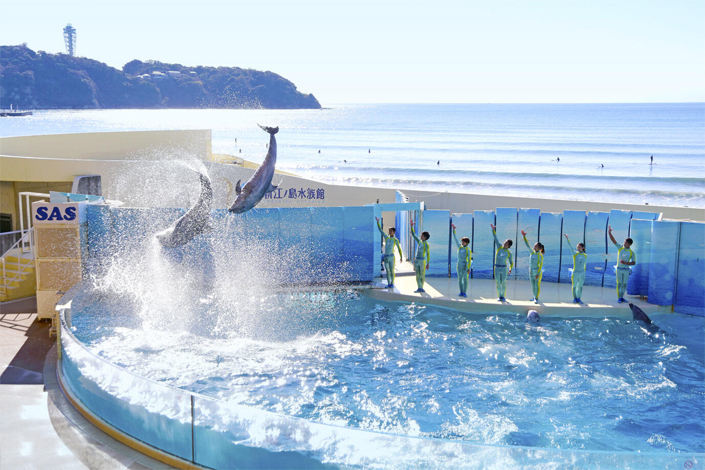 イルカショー（新江ノ島水族館）.jpg