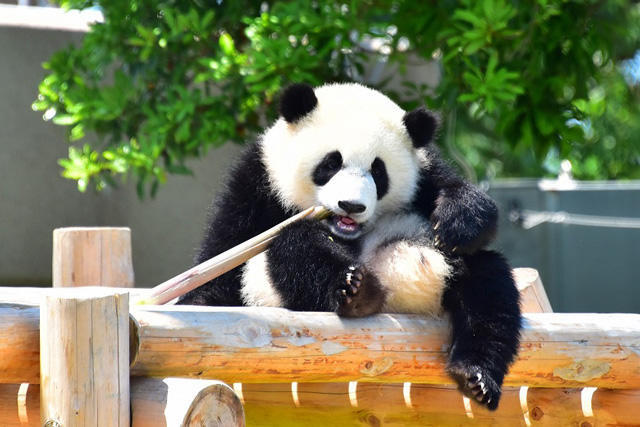 画像：アドベンチャーワールド入園チケット付