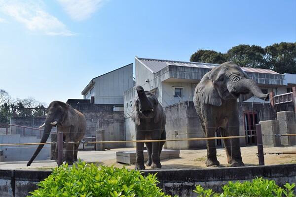 画像：アフリカゾウ（写真提供：愛媛県立とべ動物園）