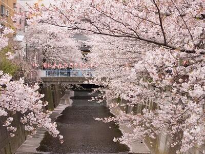 画像：目黒川の桜