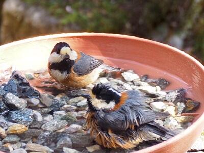 画像：食堂前のバードテーブルから野鳥を観察