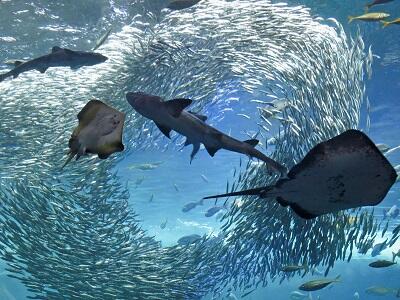 新江ノ島水族館チケット付プラン オススメプラン Kkr 国家公務員共済組合連合会