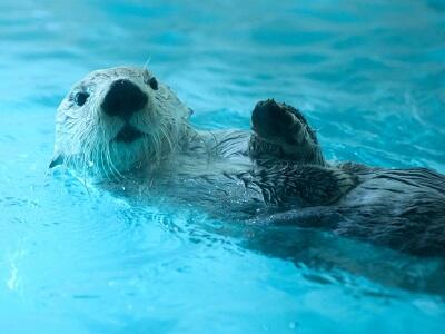 画像：ラッコ（鳥羽水族館）