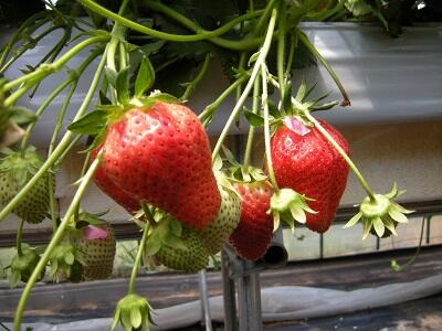 画像：いちご狩り（イメージ）